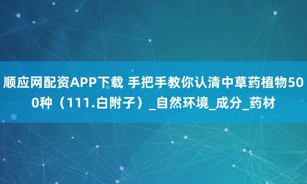 顺应网配资APP下载 手把手教你认清中草药植物500种（111.白附子）_自然环境_成分_药材